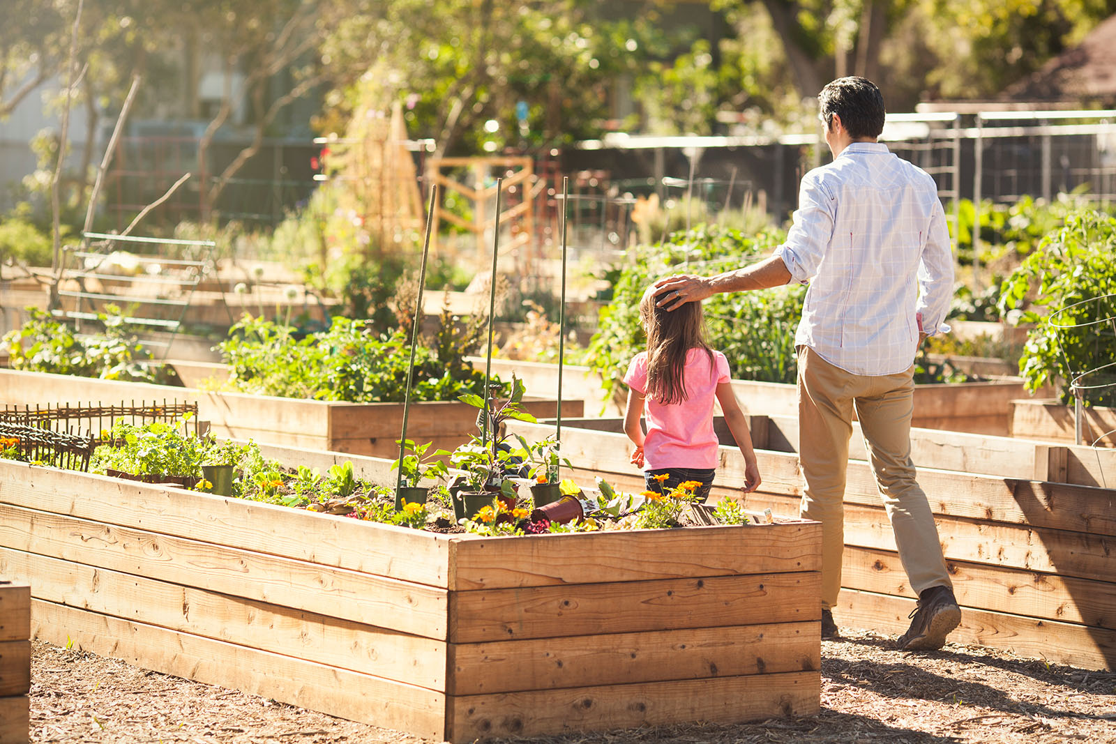 Read more about the article Raised Garden Beds, Everything You Need To Know.