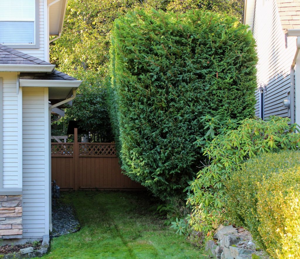 Hedge Trimming Service Example in Nanaimo BC